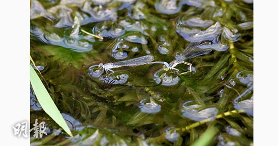 蜻蜓點水被誤當嬉水獵食 專家解釋：雌性蜻蜓水中產卵