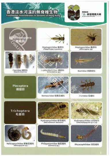 Freshwater Invertebrates in Streams of Hong Kong