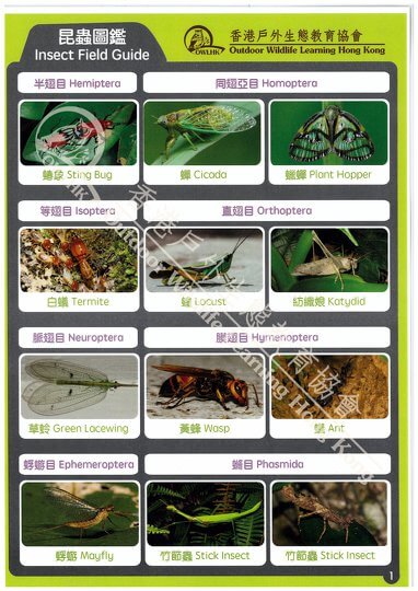 Insect Field Guide
