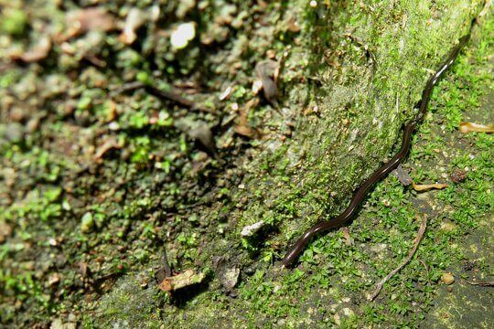 鉤盲蛇 <i>Ramphotyphlops braminus</i> 體型細小，在考察期間遇見實在幸運！