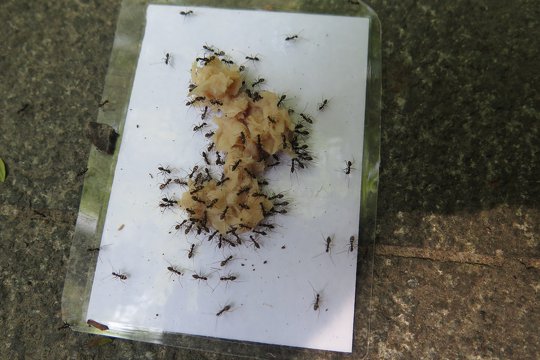 利用誘餌，觀察和紀錄螞蟻的物種和行為