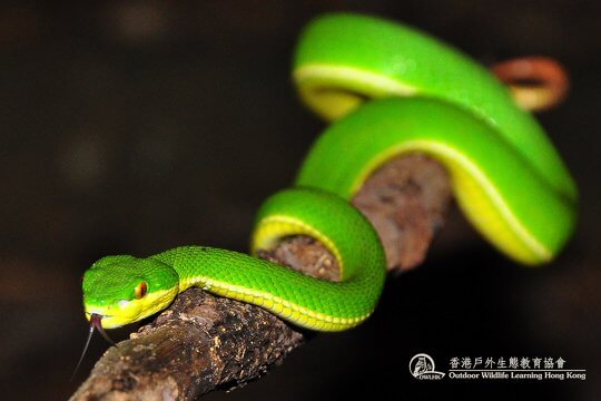 青竹蛇 <i>Trimeresurus albolabris</i>