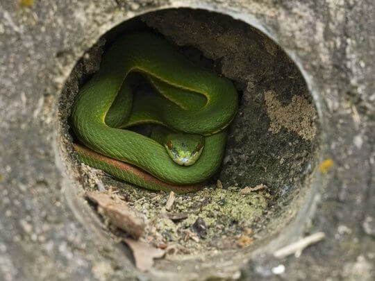 觀察一段時間，發現這條青竹蛇 <i>Trimeresurus albolabris</i> 在排水孔裏「張著眼」睡覺，原來牠是沒有眼瞼的！