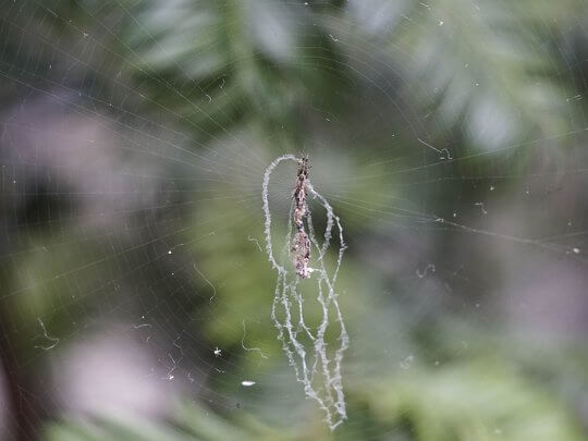 濁斑艾蛛 <i>Cyclosa confusa</i> 的蜘蛛網總是充滿藝術感！你能找到蜘蛛的真身嗎？