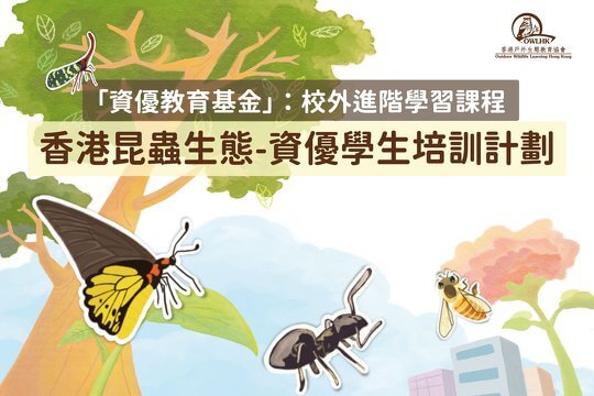 香港昆蟲生態 - 資優學生培訓計劃
