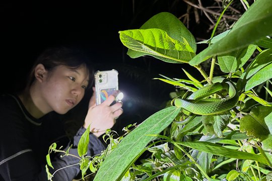 香港中文大學自然及動物關懷學會 – 夜間生態考察