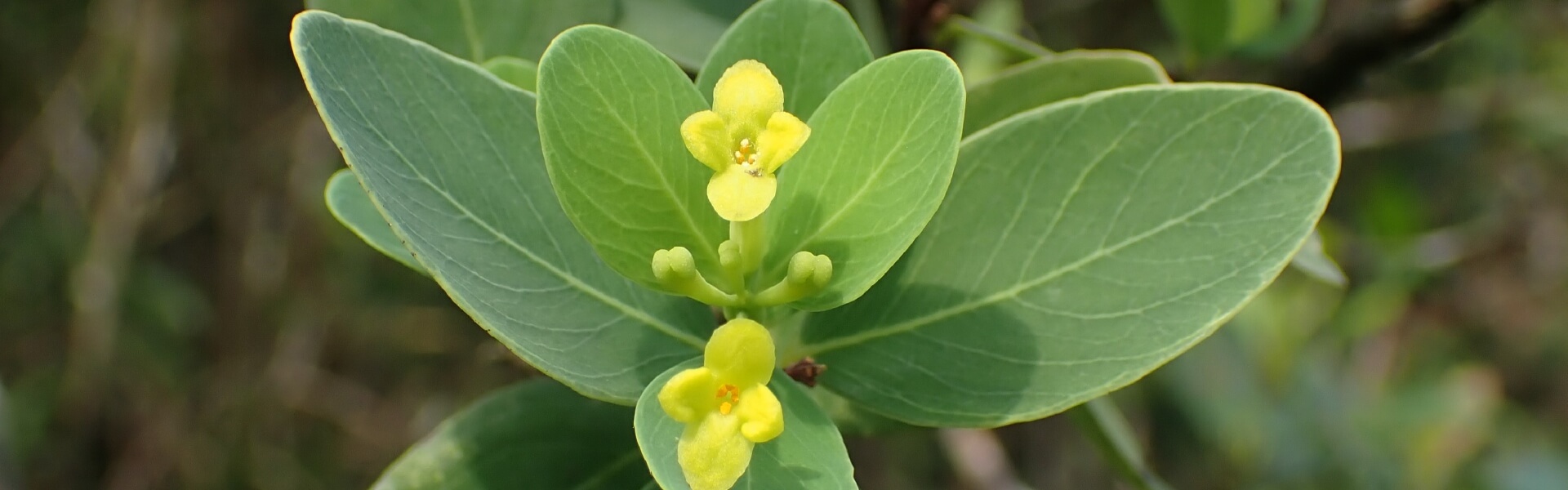 Advanced Course on Plant Identification