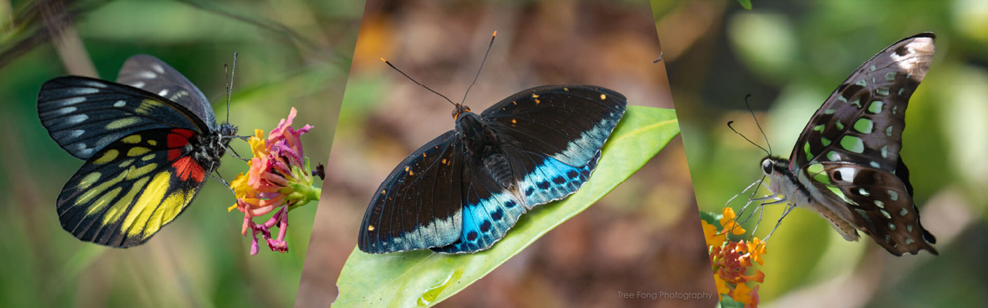Hong Kong Butterfly Ecology and Identification Course