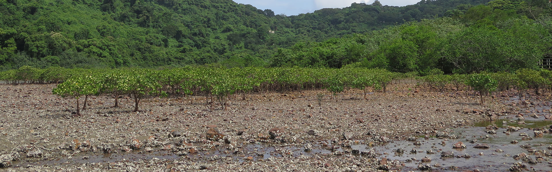 Hong Kong Coastal Ecology Course