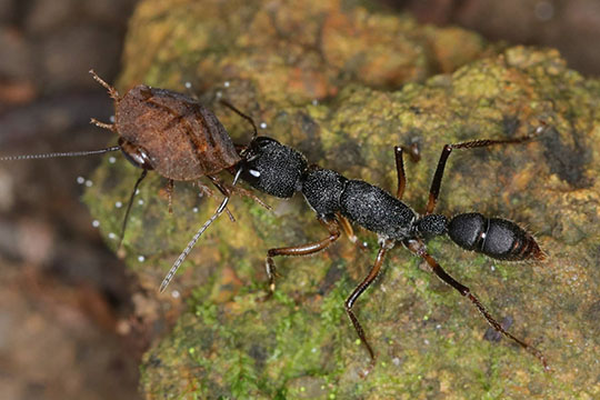 1-day Field Study Programme on NSS Biology - <br/>Exploring the urban ant diversity with a scientific approach