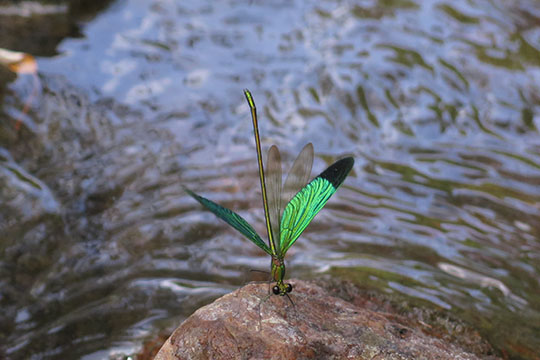 Hong Kong Odonata Course