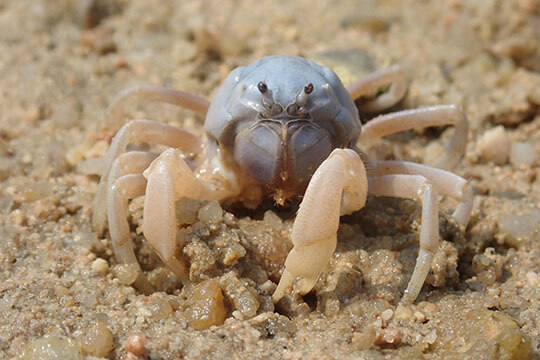 Hong Kong Coastal Ecology Course 