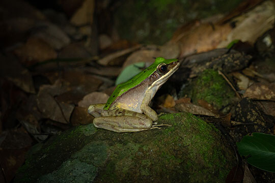 Hong Kong Amphibian and Reptile Identification Course