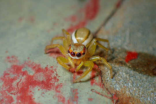 Hong Kong Spider Ecology and Identification Course