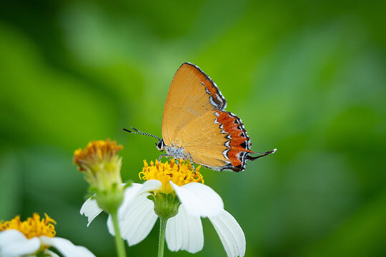 Hong Kong Butterfly Ecology and Identification Course