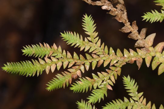 香港蕨類植物入門課程