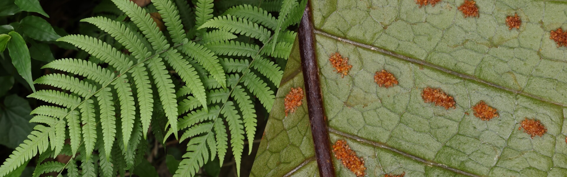 Hong Kong Fern Course