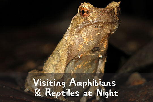 OWLHK School Education Activity - Night Safari of Amphibian and Reptile Ecology