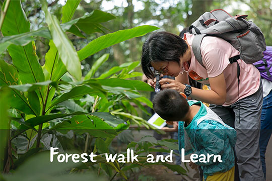 Childhood Education - Forest walk and Learn