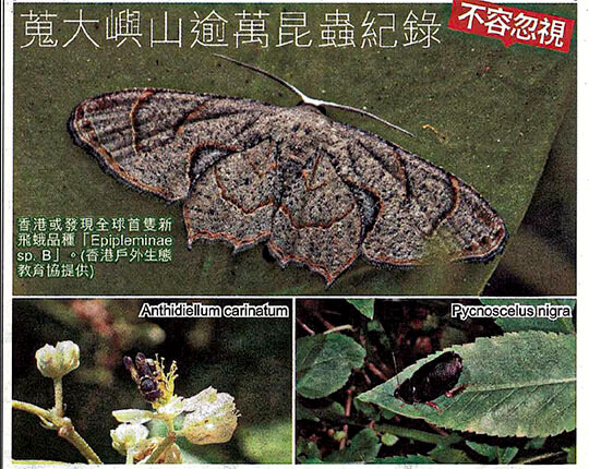 More Than 10,000 Insect Records on Lantau Island The World's First New Species of Moth