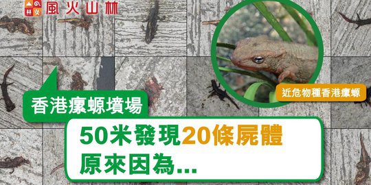 20 Dead Bodies on 50-metres way in Chuen Lung - Grave of Hong Kong Newt