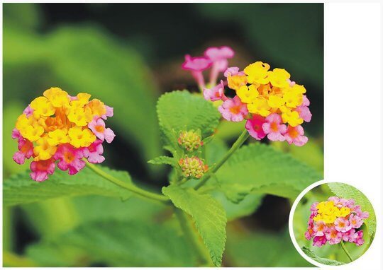 The Odorous Beauty - <i>Lantana camara</i>