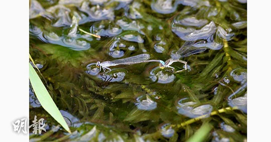 Dragonfly is mistaken for water play and hunting expert explained: female dragonfly lays eggs in the water