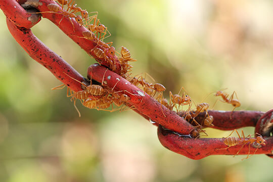 Regardless of class, the little ants build a community of destiny