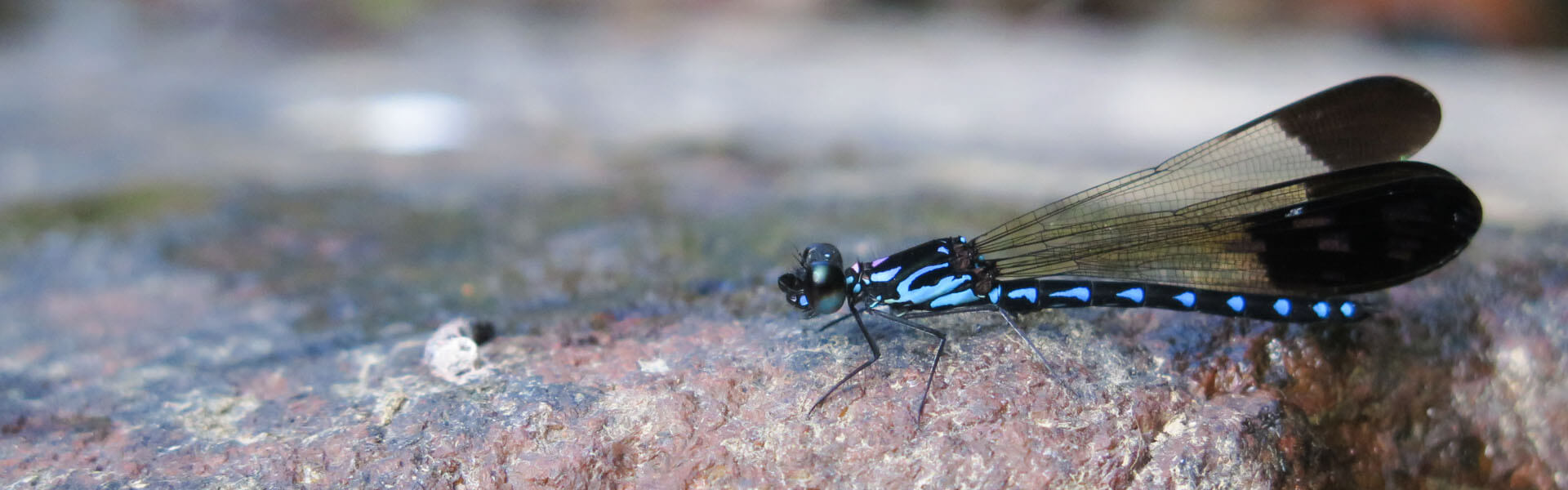 Odonata Identification Course