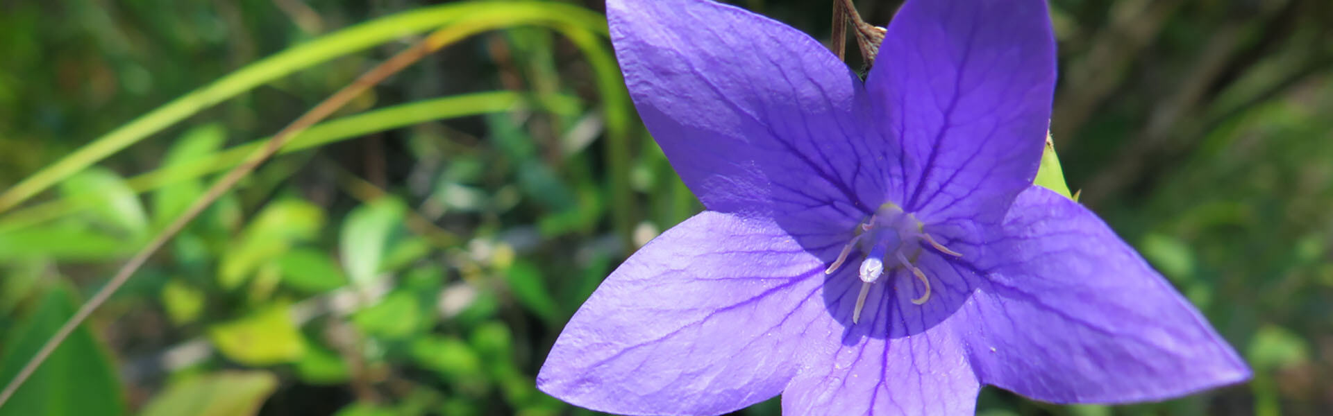 Foundation Course on Plant Identification