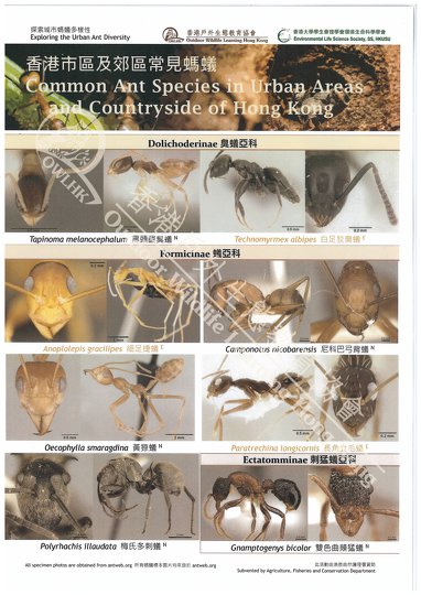 Common Ants Species in Urban Areas and Countryside of Hong Kong