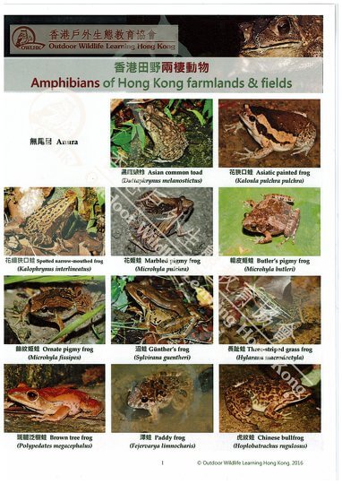Amphibians and Reptiles of Hong Kong Farmlands and Fields