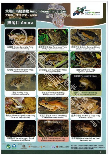 Amphibians and Reptiles in Lantau