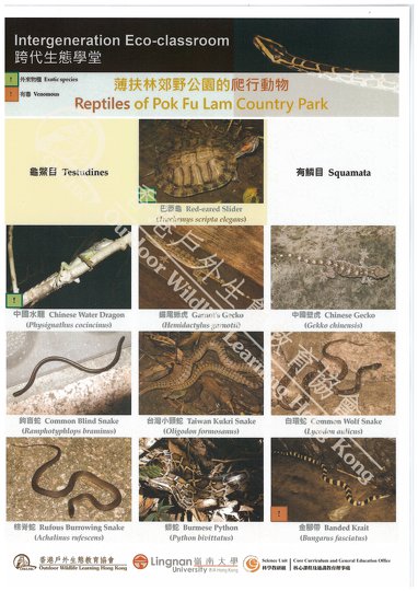 Amphibians and Reptiles of Pok Fu Lam Country Park