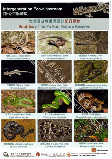 Amphibians and Reptiles of Tai Po Kau Nature Reserve