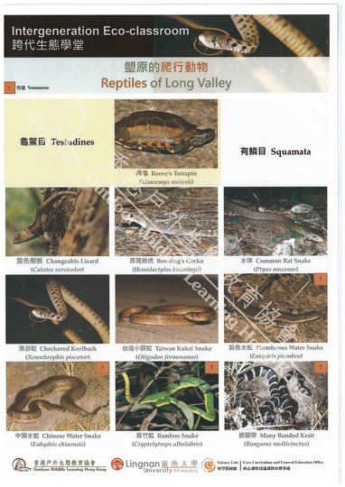 Amphibians and Reptiles of Long Valley