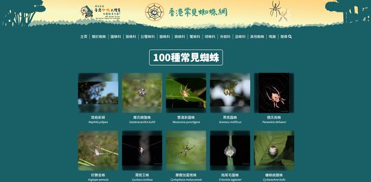 香港常見蜘蛛網