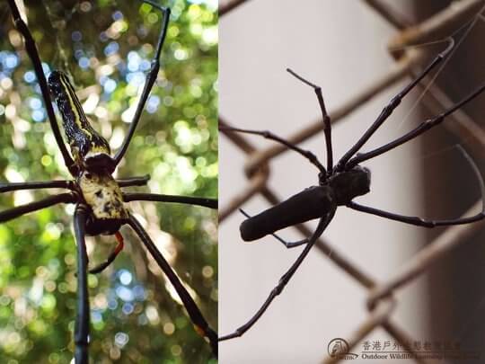 【生態知多D】大木林蜘蛛 － 叢林裡的甜蜜陷阱