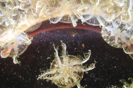【相依為命的水母和海藻】
