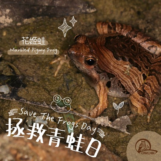 齊來認識花姬蛙！