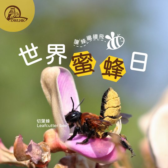 讓「蜂」繼續飛