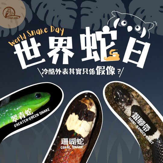 蛇的冷酷外表其實只是假像？！