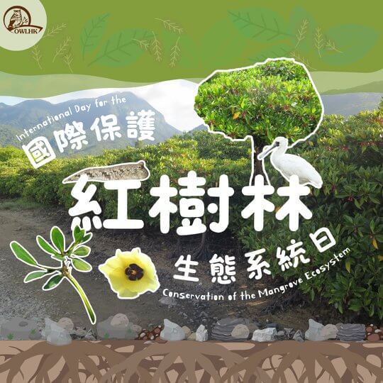 人與紅樹林