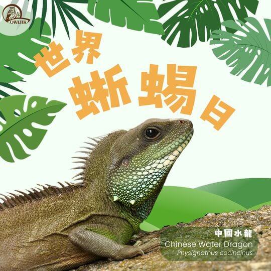 香港尋龍記