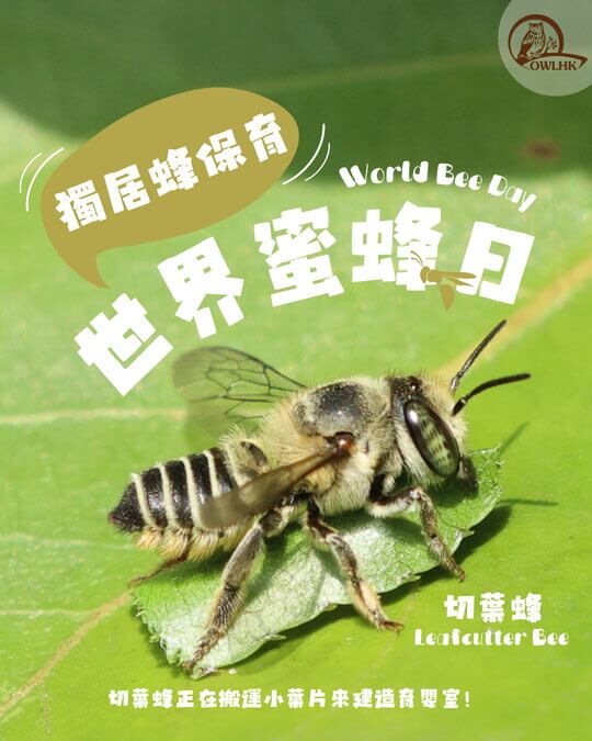Solitary Wasp Conservation