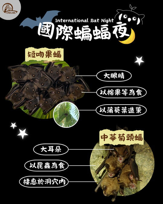 認識香港蝙蝠