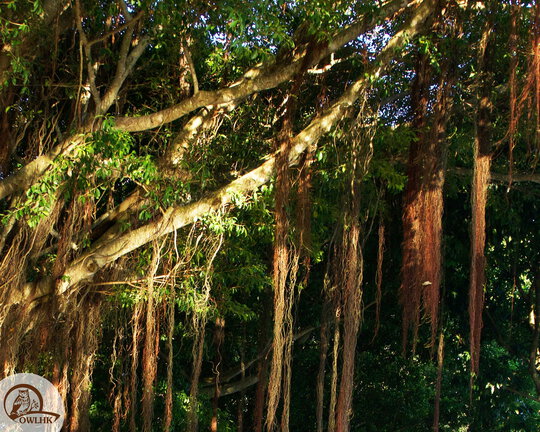 Take a Closer Look at the City&rsquo;s Chinese Banyan