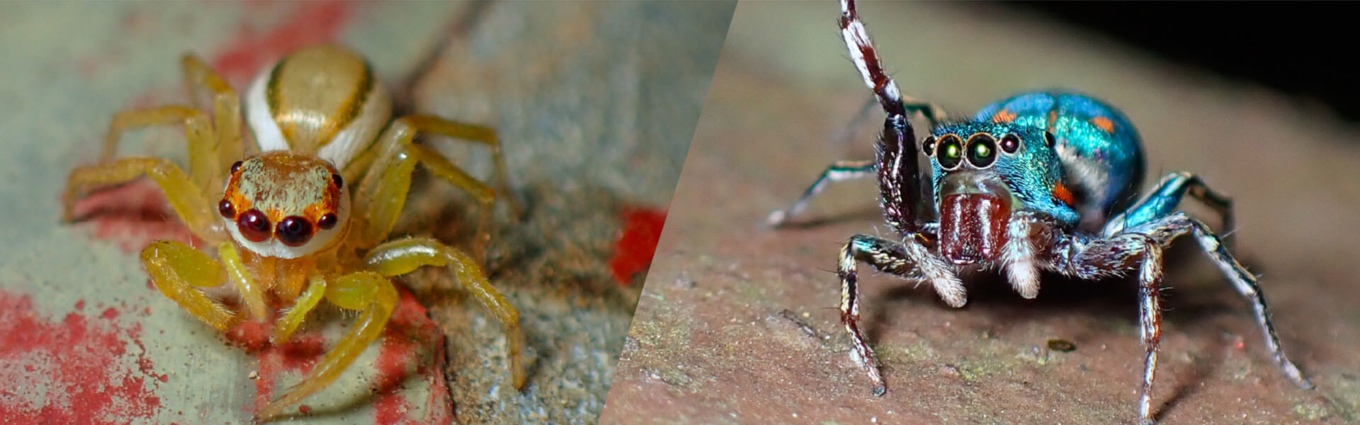 Hong Kong Spider Ecology and Identification Course