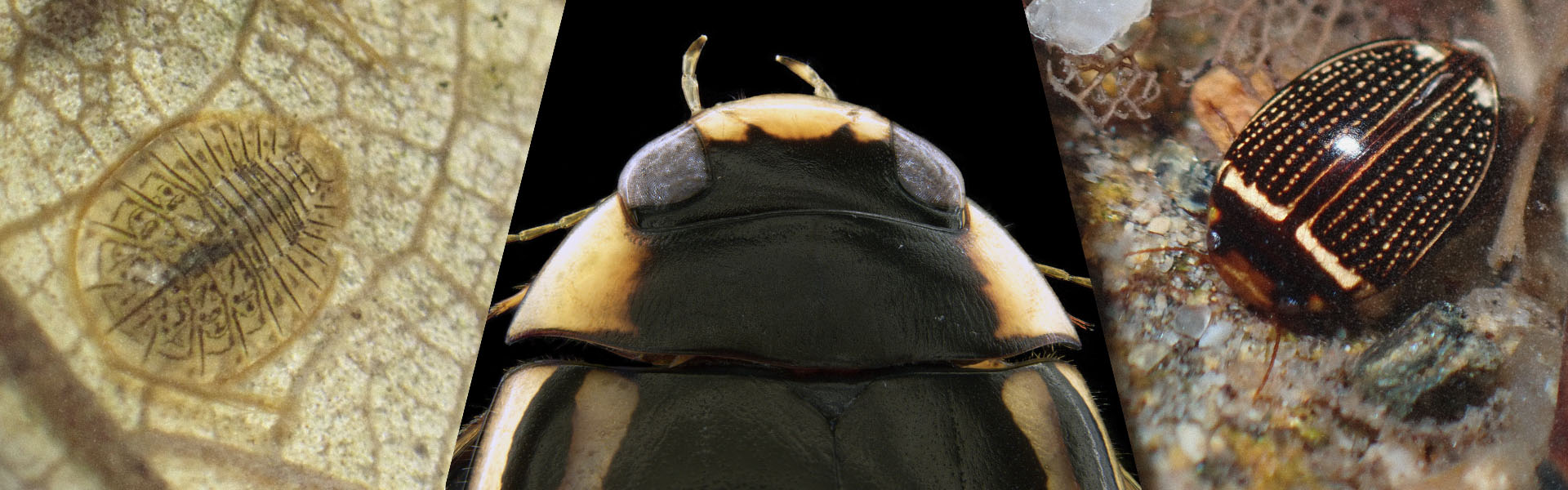 香港水生甲蟲基礎辨識課程