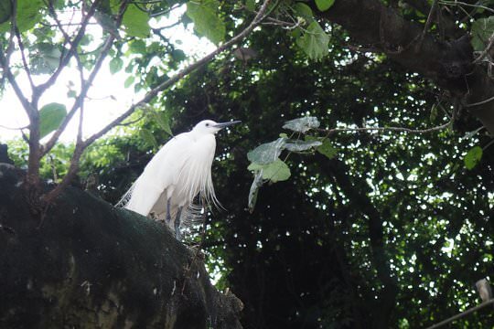 There are rich biodiversity in the city and they always come with different issues, such as the case of Tai Po Egretry. We can explore different angles to development ESD learning modules.